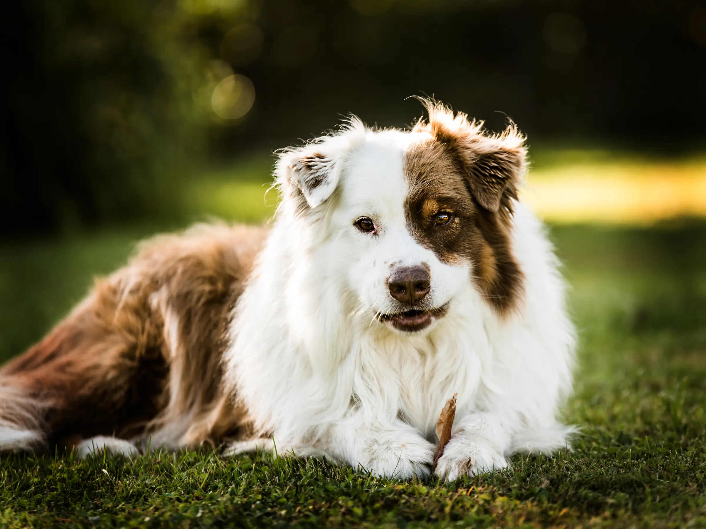 Australian Shepherd liegt entspannt im Gras