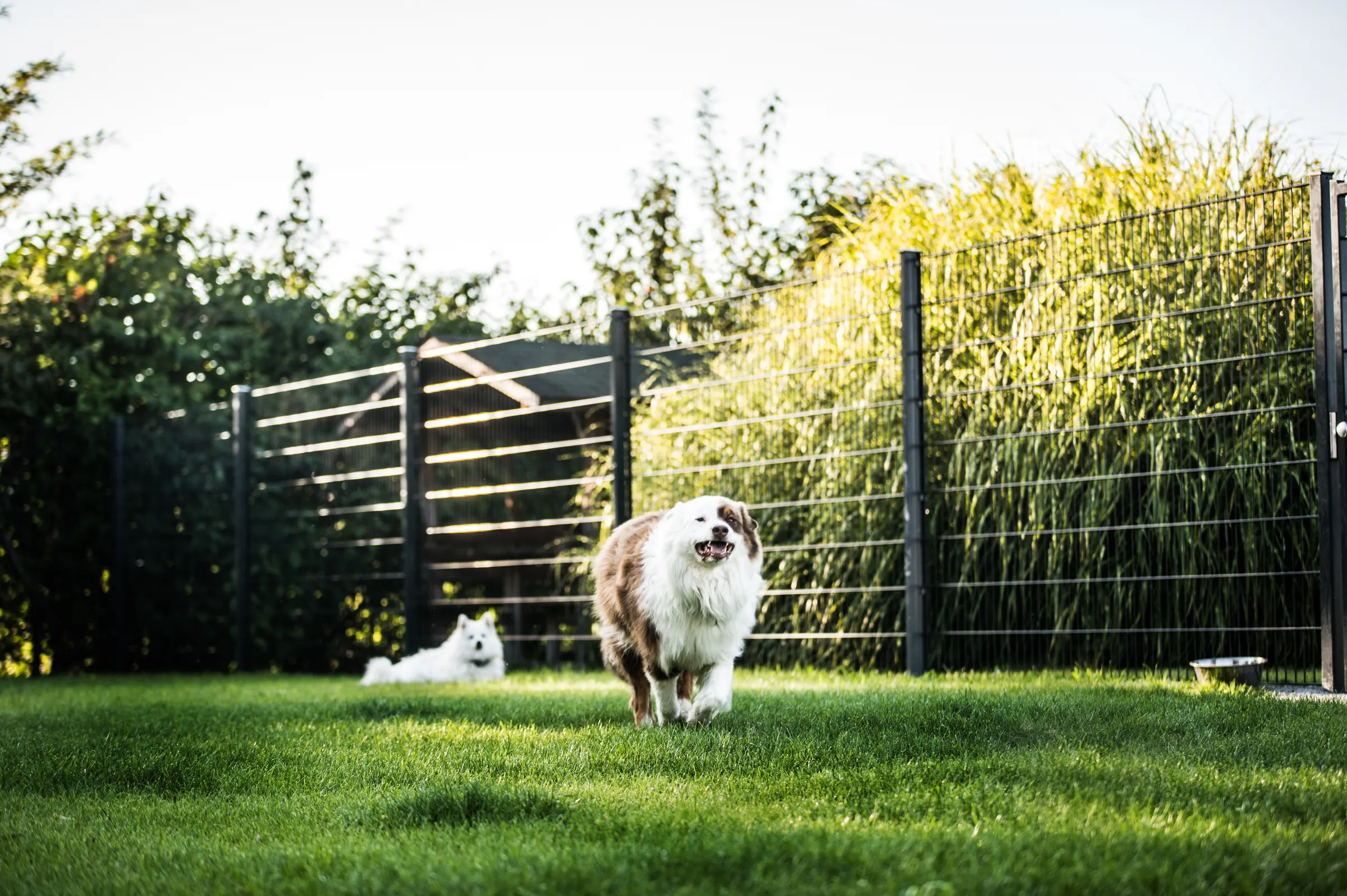 Australian Shepherd läuft über die Wiese, Japan-Spitz folgt