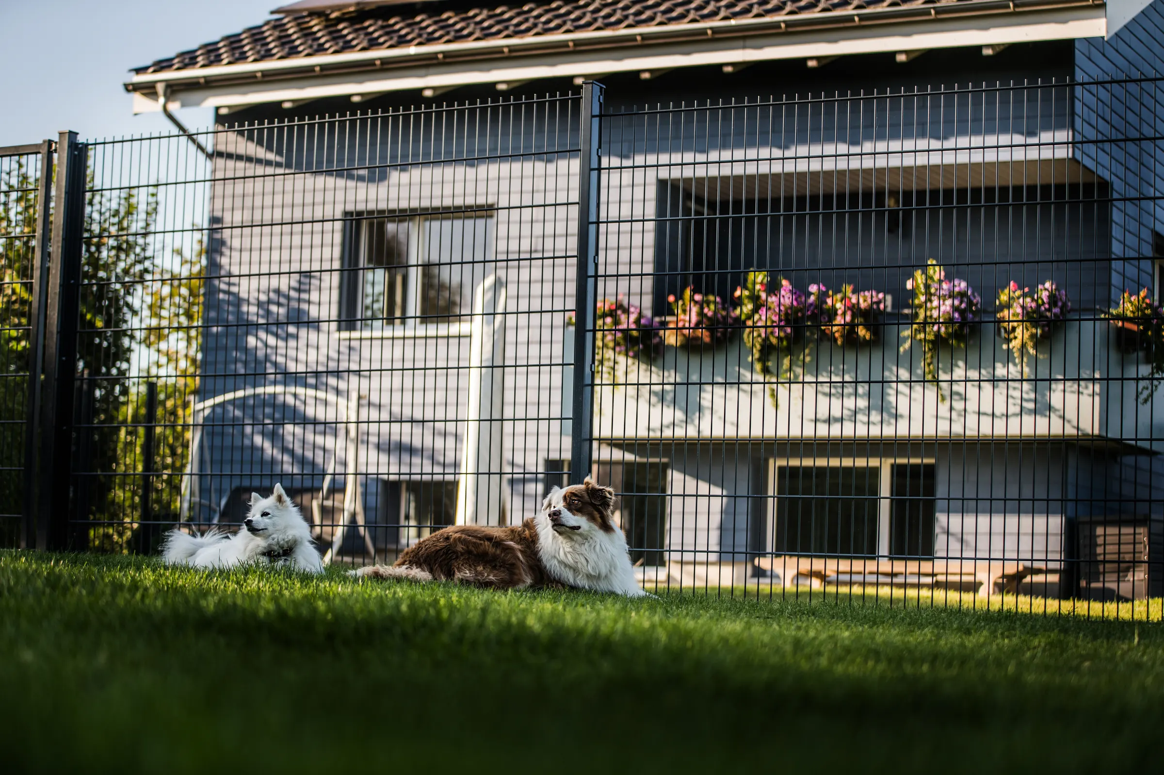 Zwei Hunde liegen entspannt vor dem Haus im Auslauf